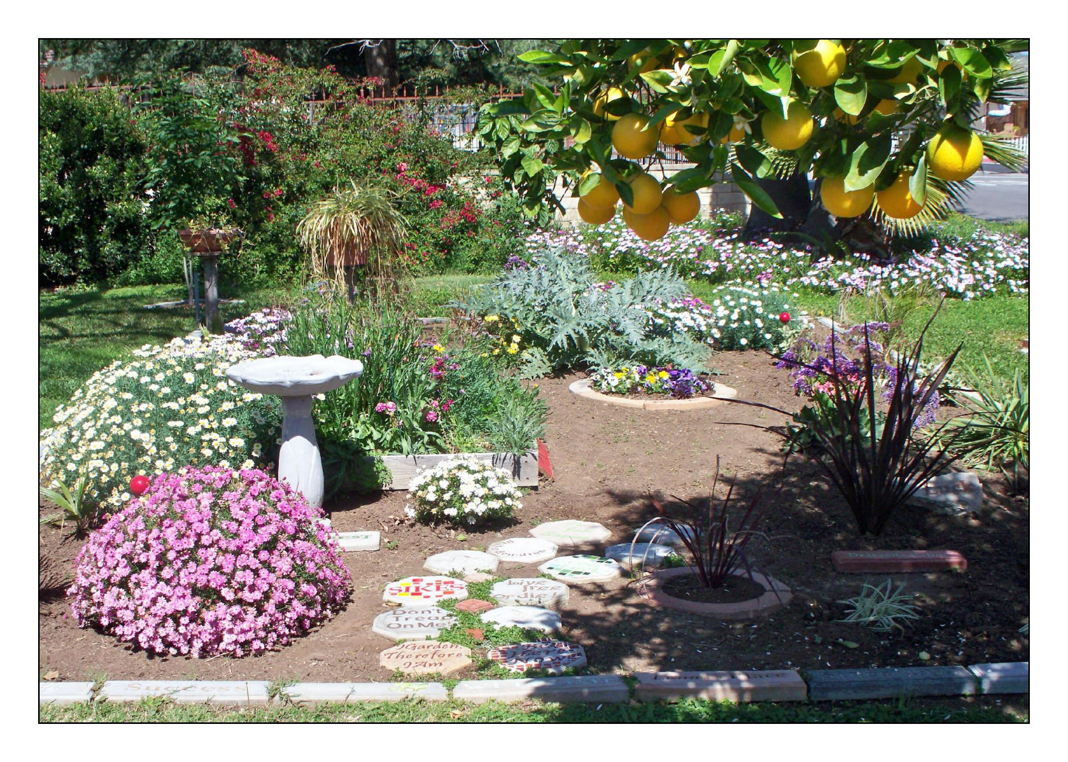 Make an Oasis in Your Front Yard!