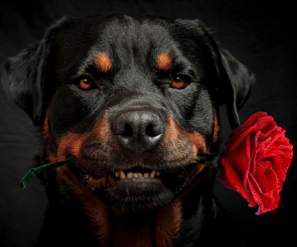 Dog Holding a Rose....Show Me How