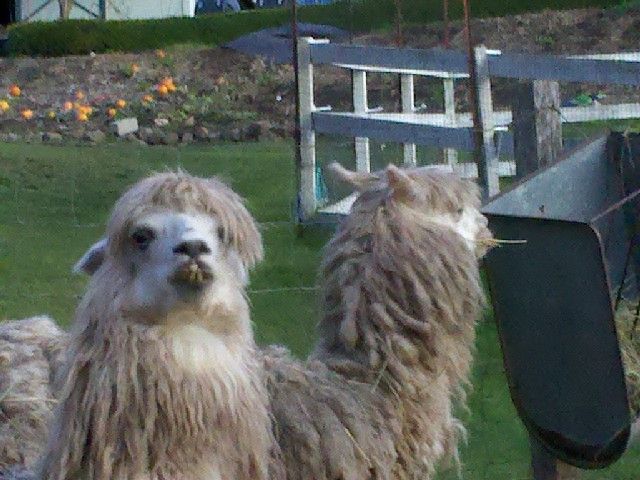 Instructables - INSTALLING a GATE FOR ALPACAS IN THE BACKYARD