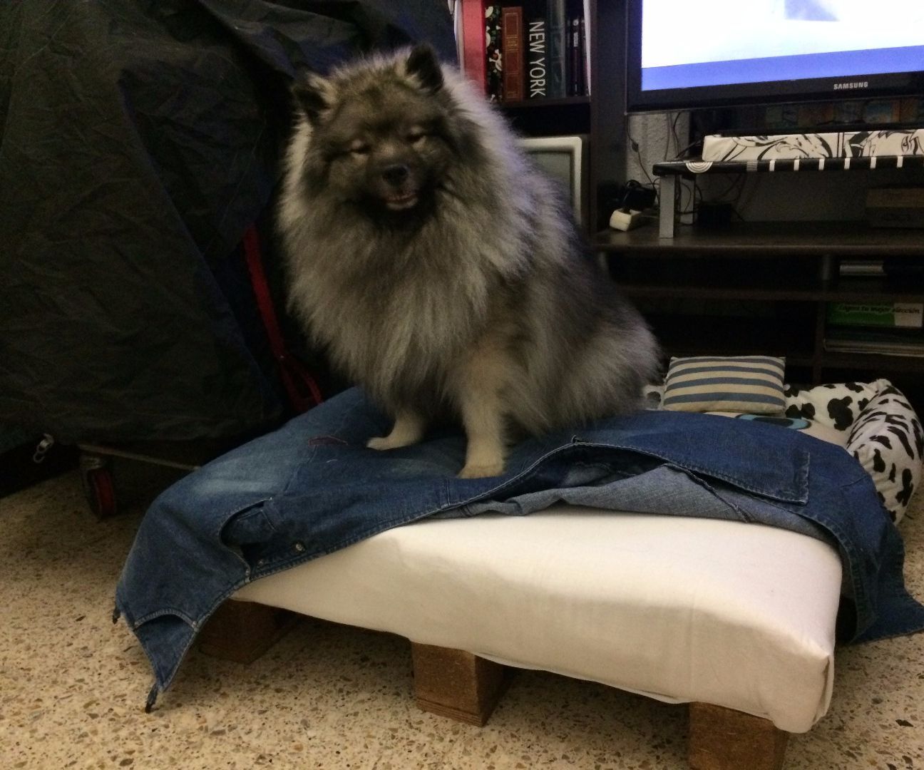 Cama Para Perro Con Palé