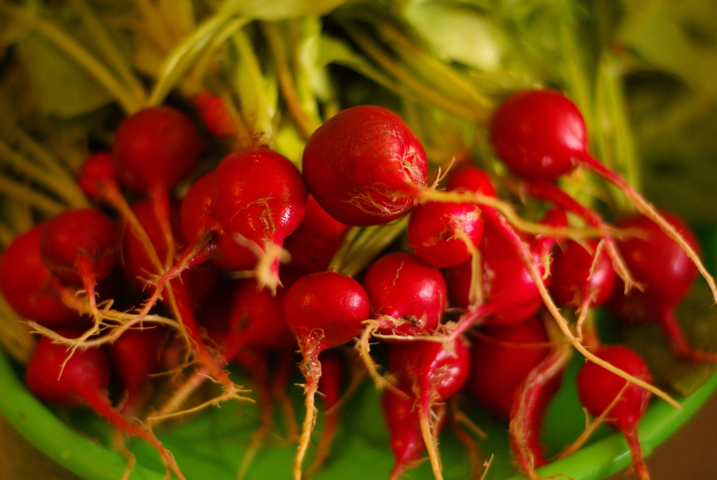 We Grew Radishes