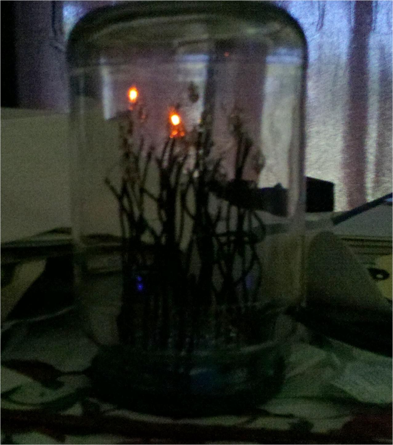 Fireflies in a Jar