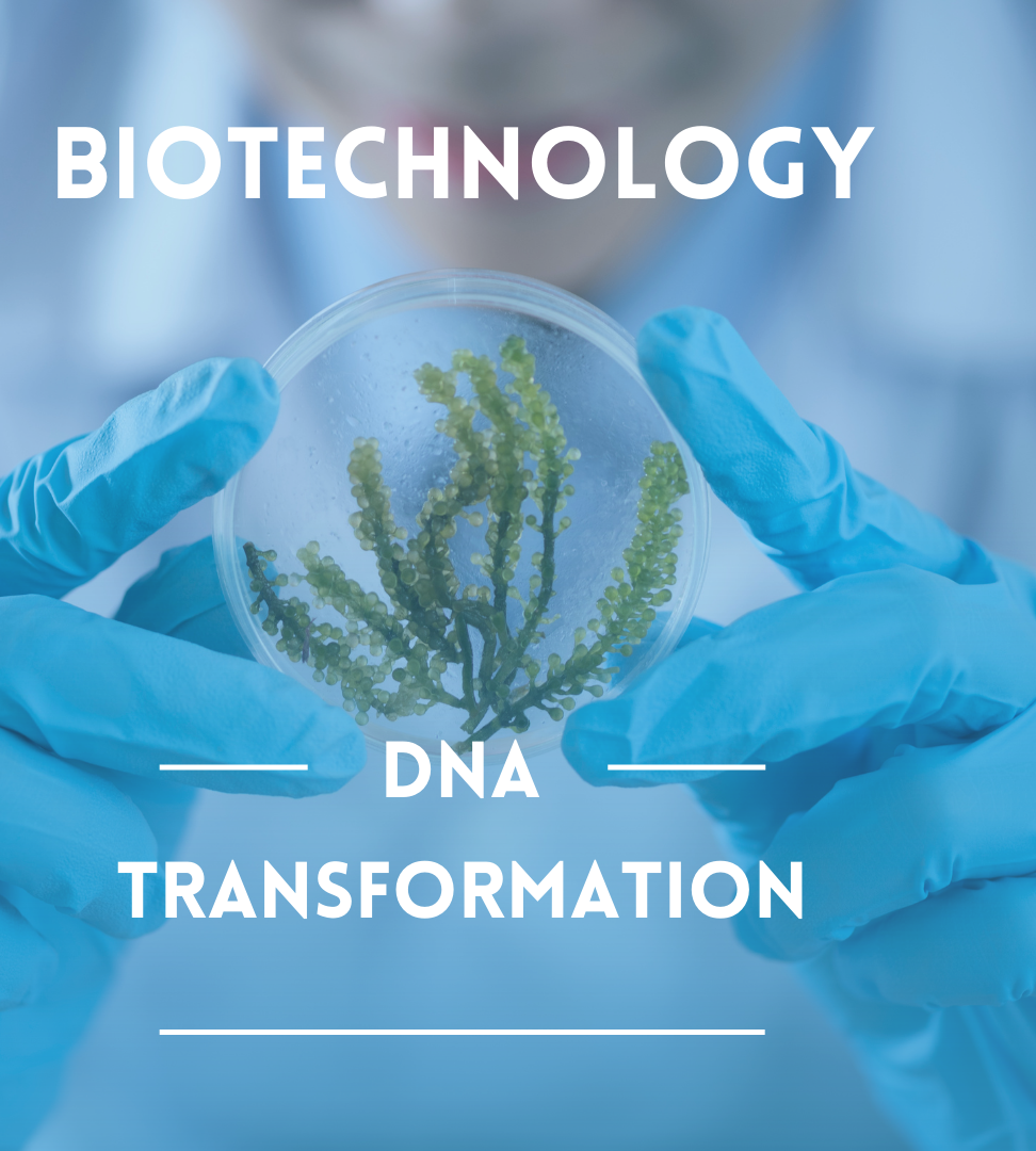 Biotechnology-Transformation