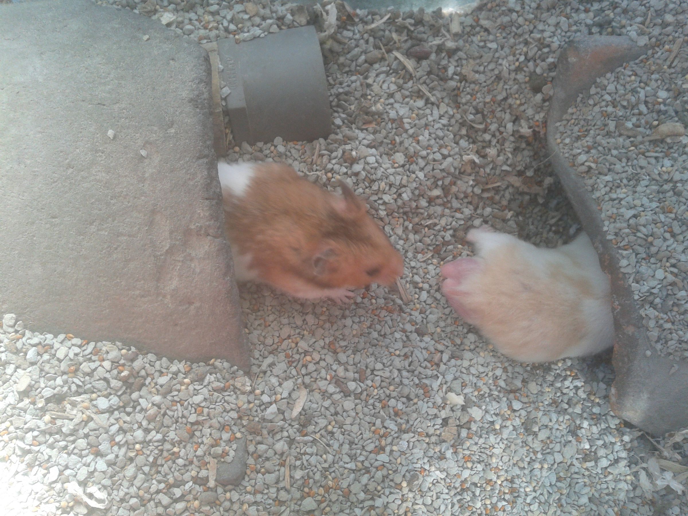 Single Hamster Cage : 3 Steps - Instructables - Small Hamster Cage Ideas For Single Hamsters