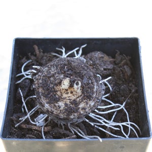 picture of an onion plant