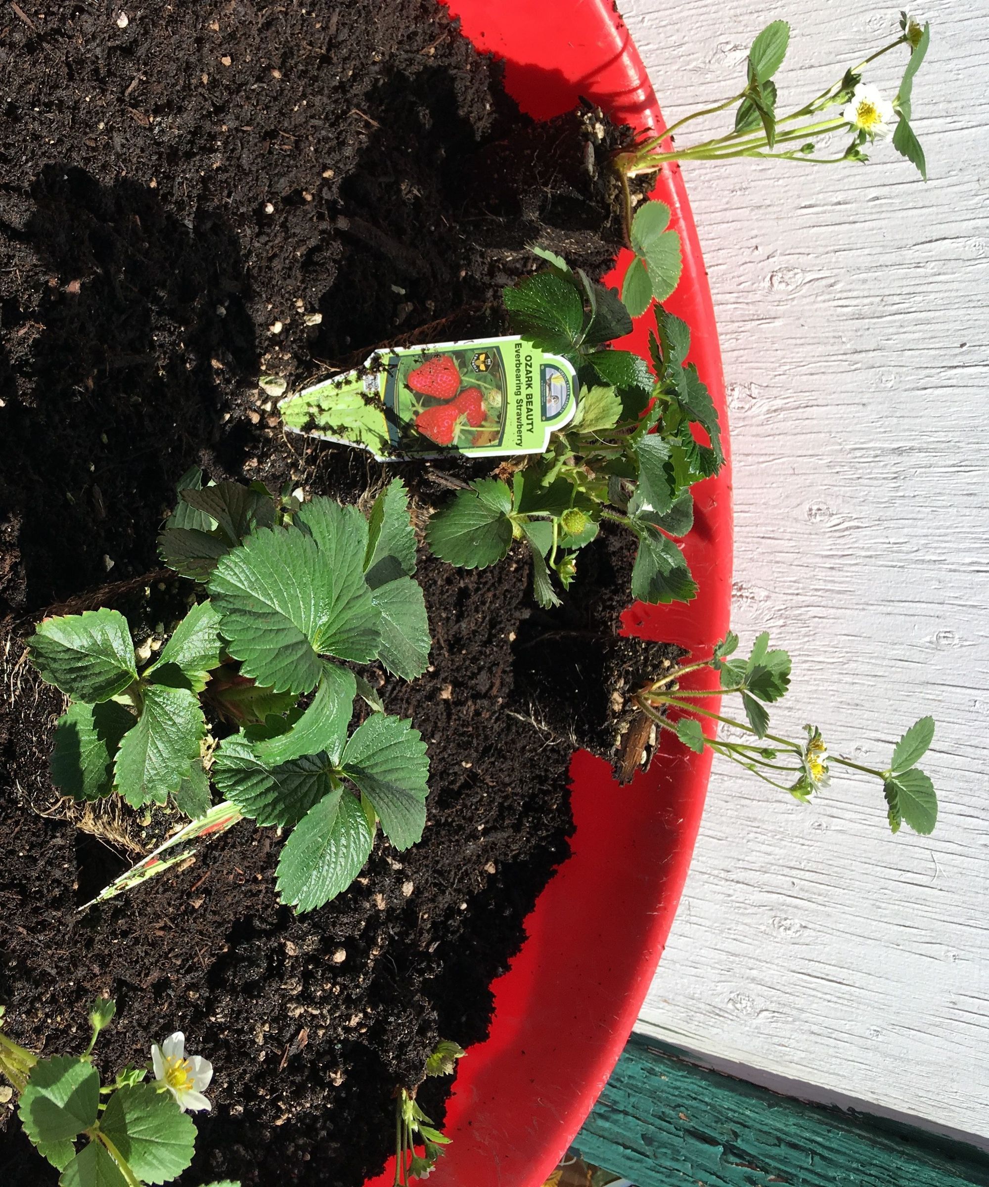 Container Gardening - Strawberries