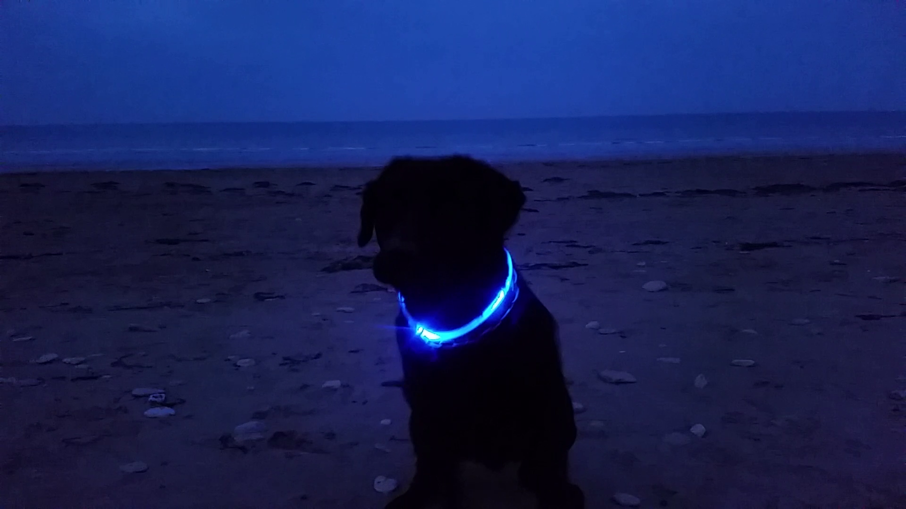 Dog with led hot sale collar