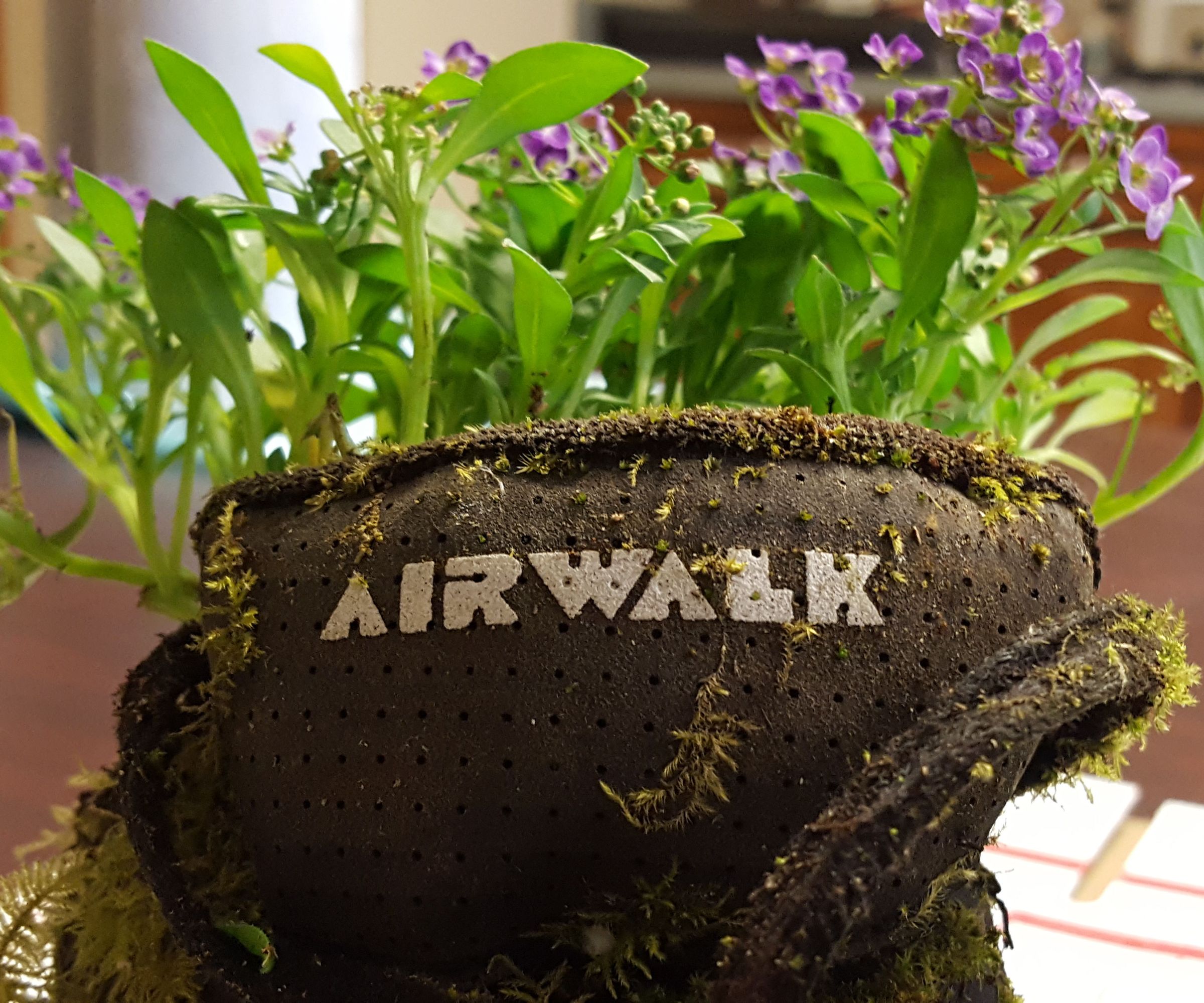 Skate or Plant! 