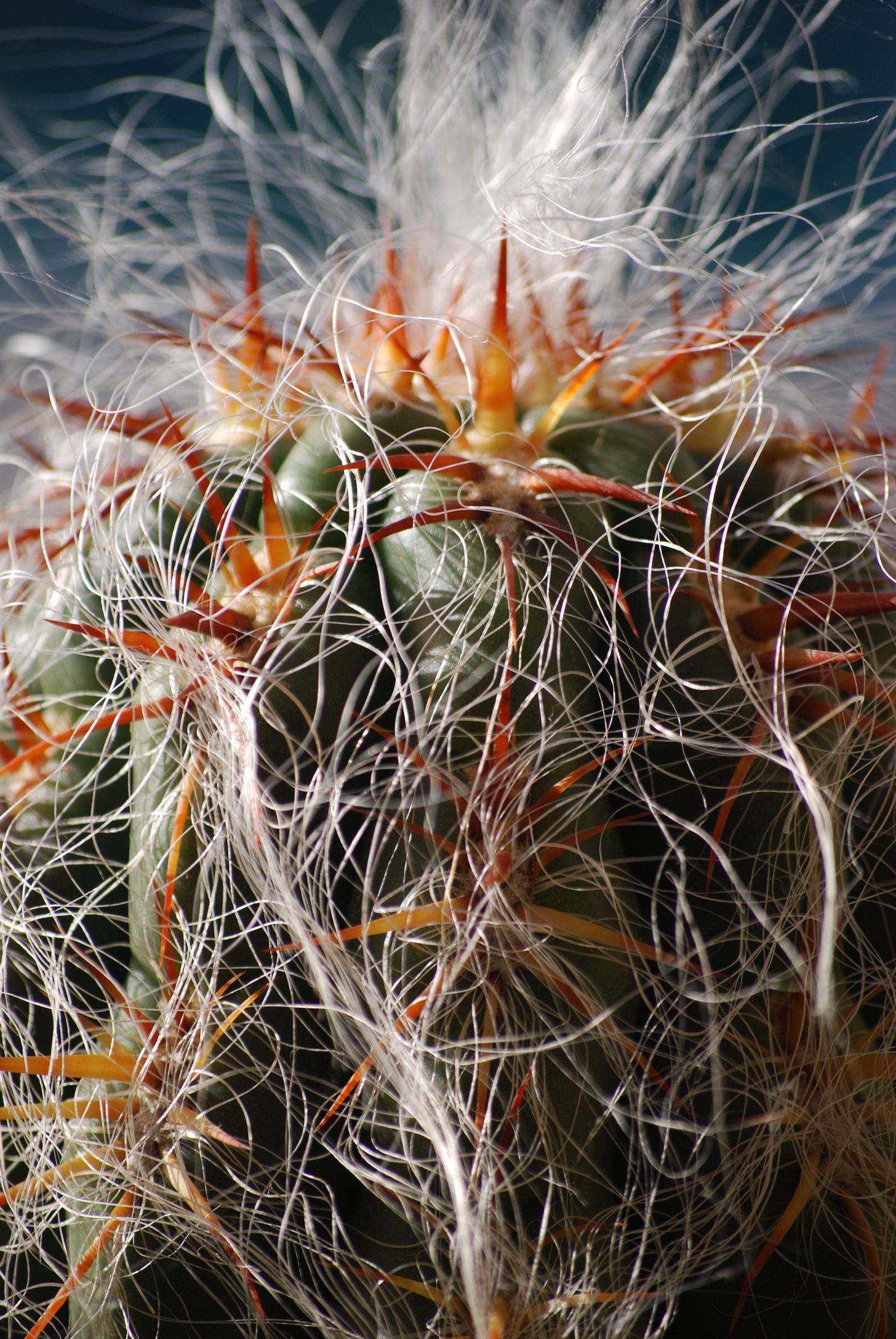 Cactus