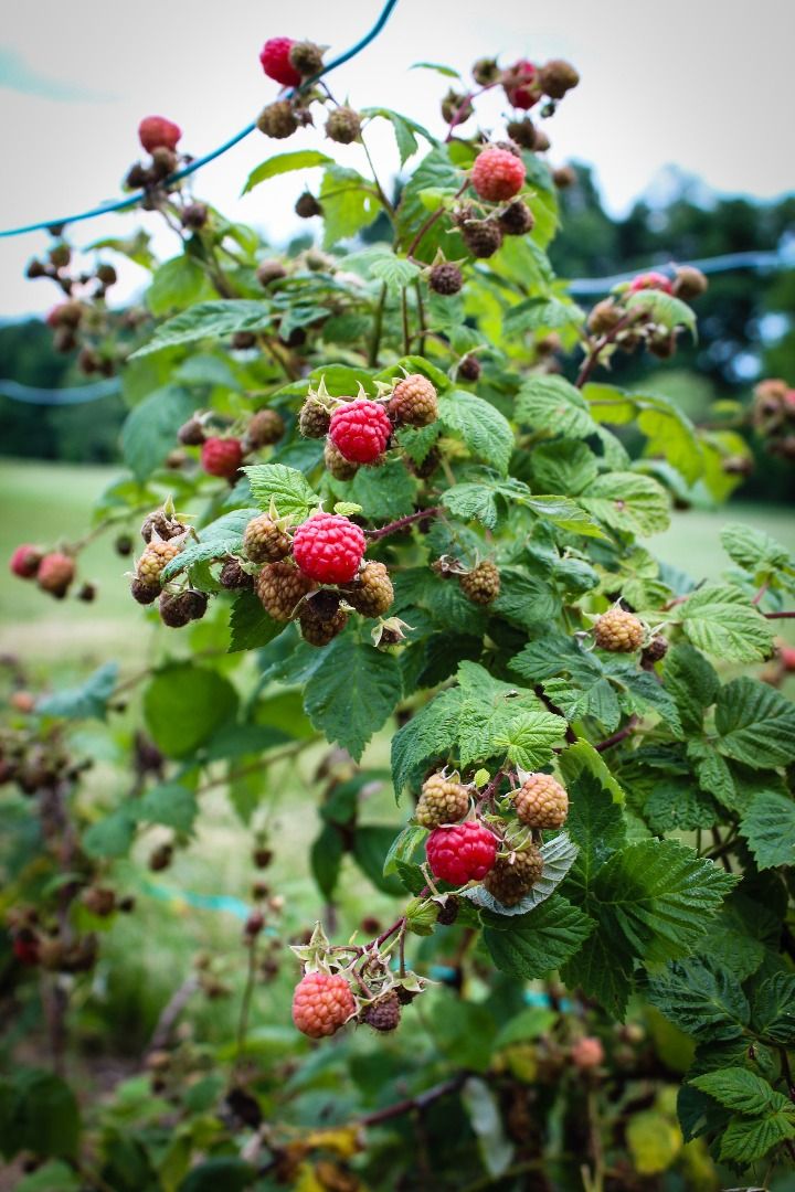 Backyard Raspberries : 17 Steps (with Pictures) - Instructables