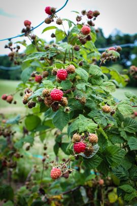 Backyard Raspberries : 17 Steps (with Pictures) - Instructables