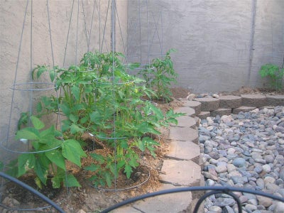 The Plants Are Coming Along