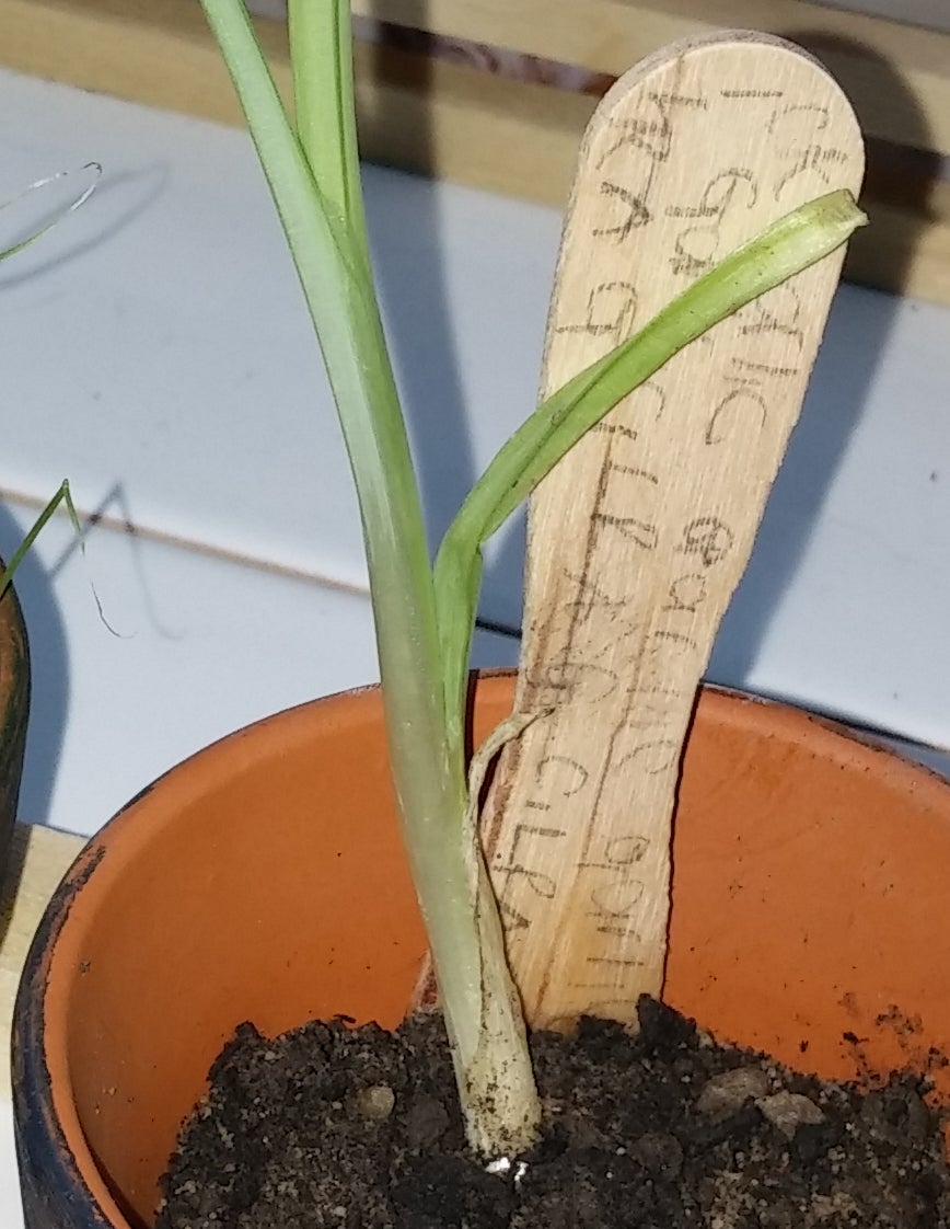 Allow to Grow
