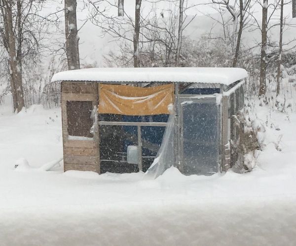 Chicken Coop Drinking Water De-Icer