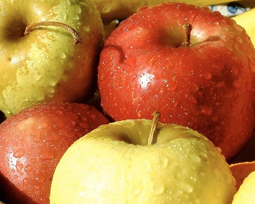 Crisp Red and Yellow Fall Apples