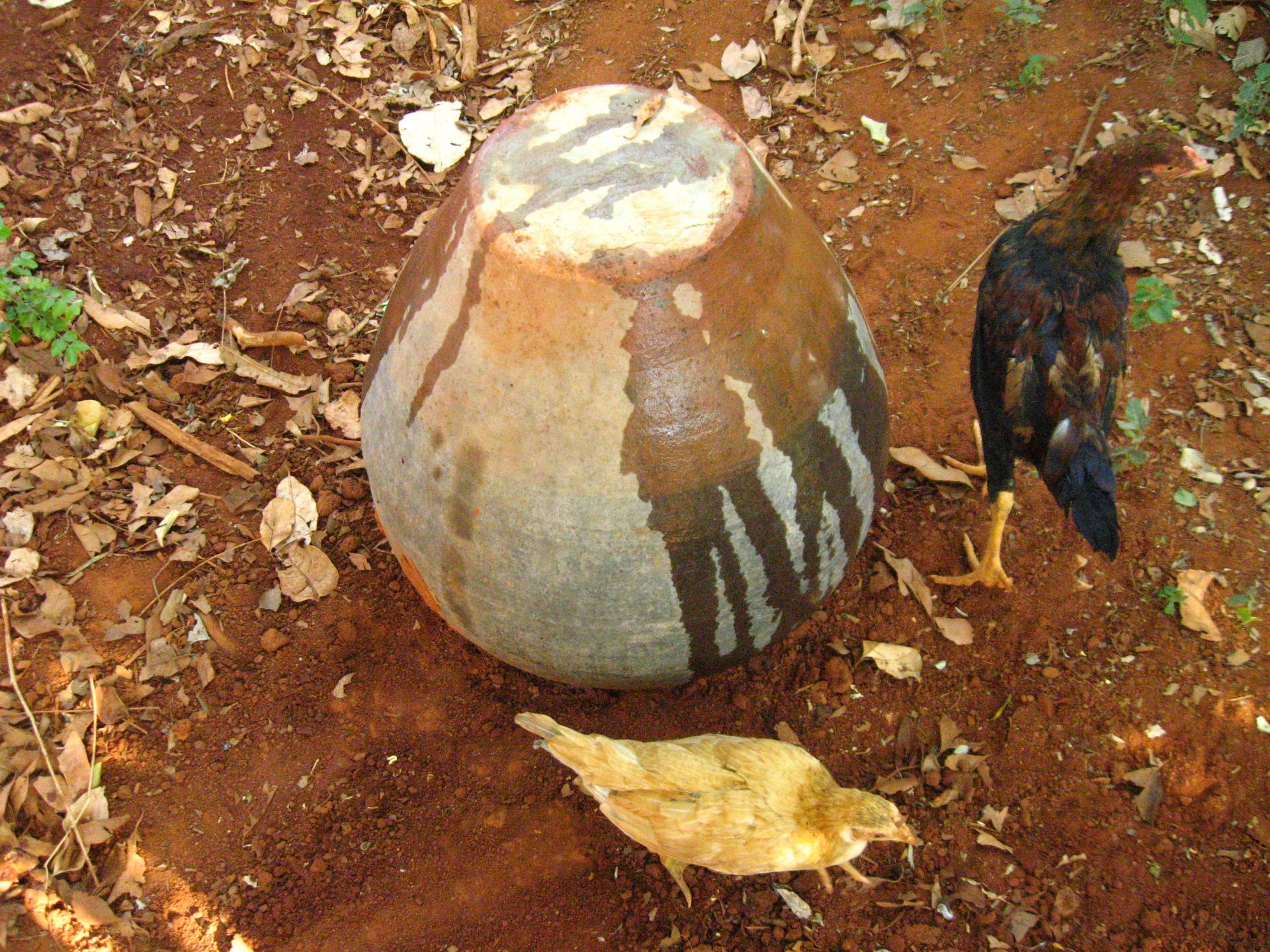 Growing Termites for Feeding Chicken 4 Steps (with Pictures
