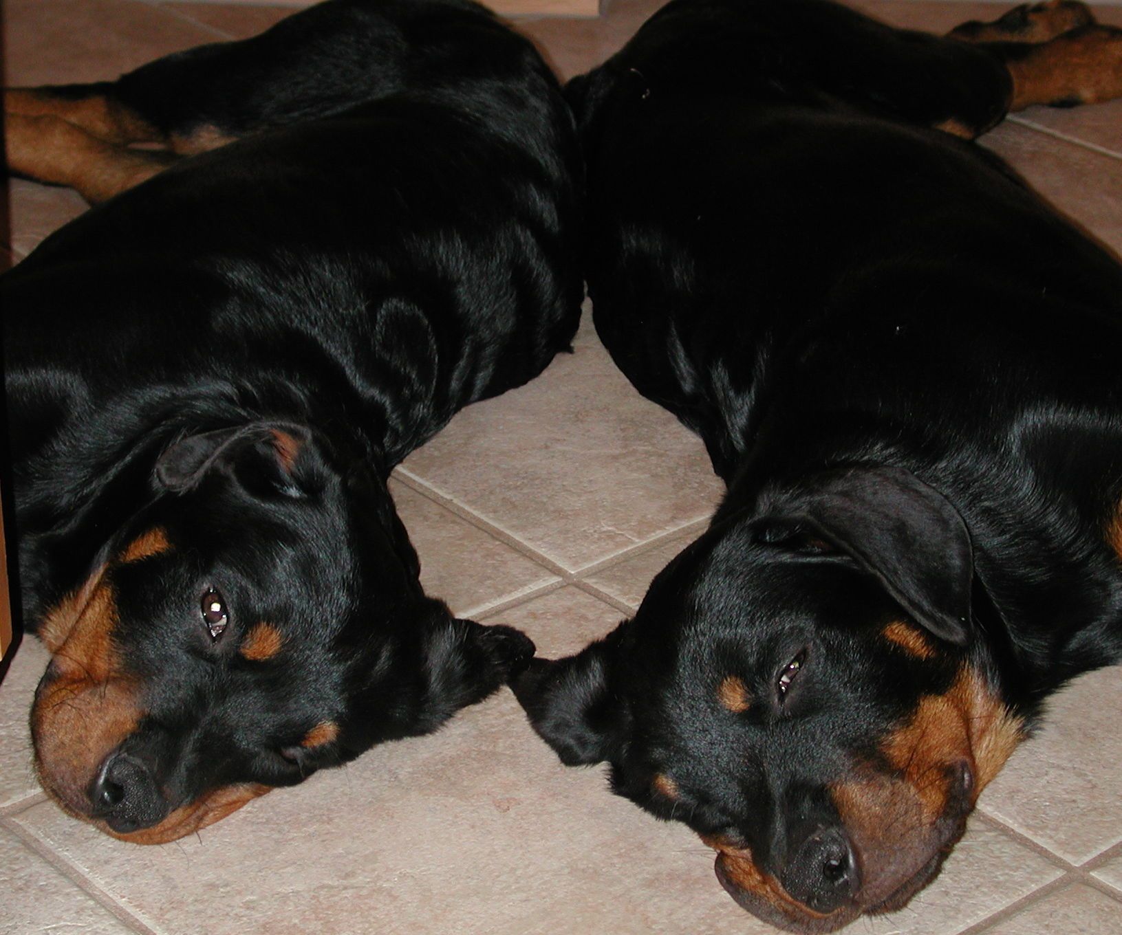 Reinforce Drywall Corners with Fiberglass Resin