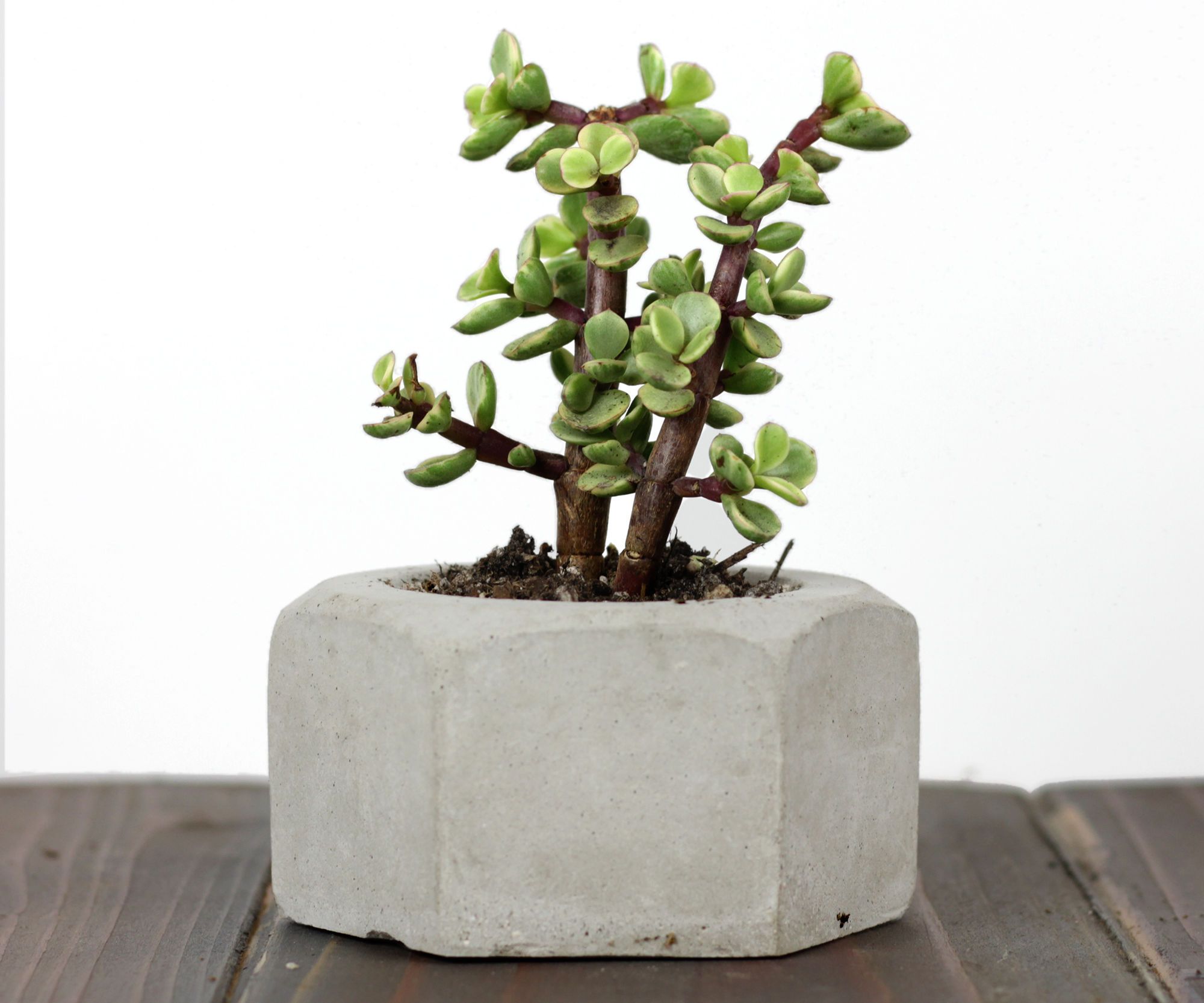 Making GIANT Concrete Hex Nut Succulent Planters