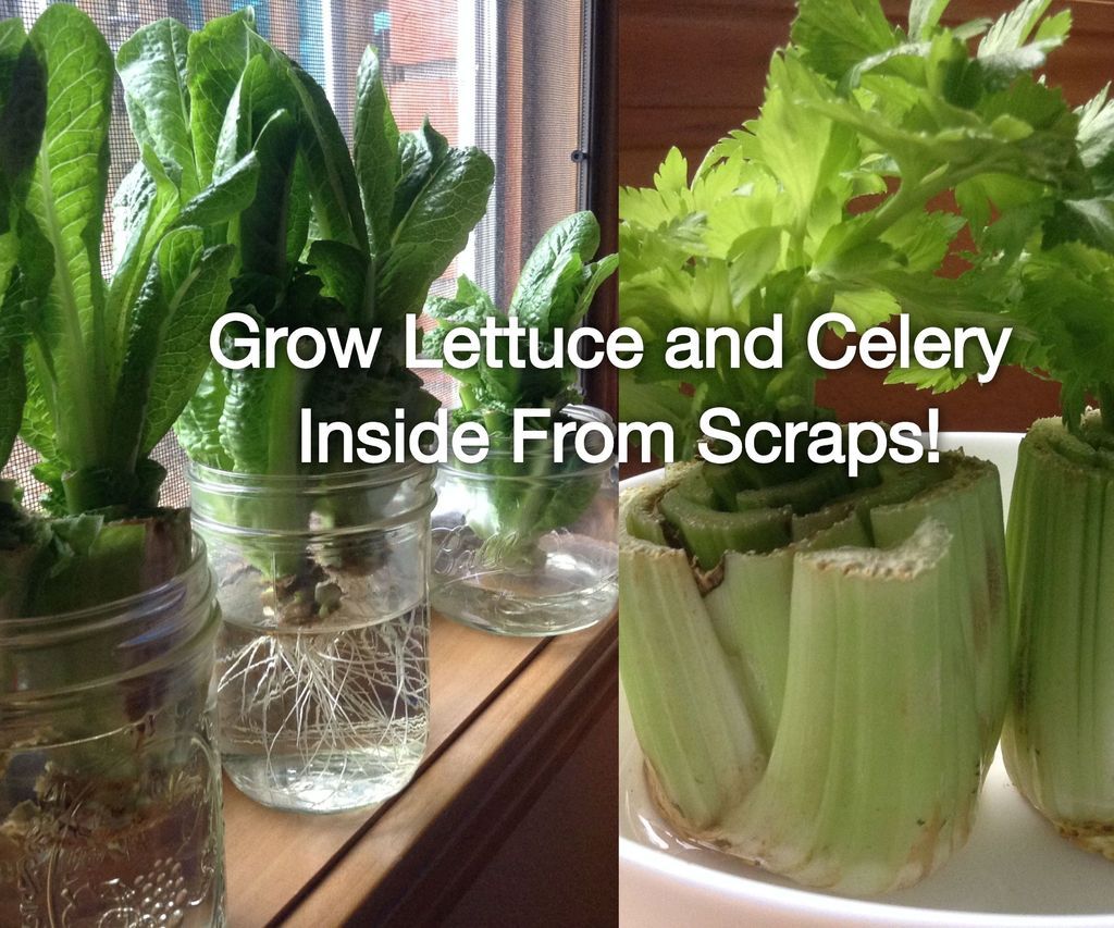 How To Regrow Celery Indoors : How To Regrow Celery From Scraps – GRFZ