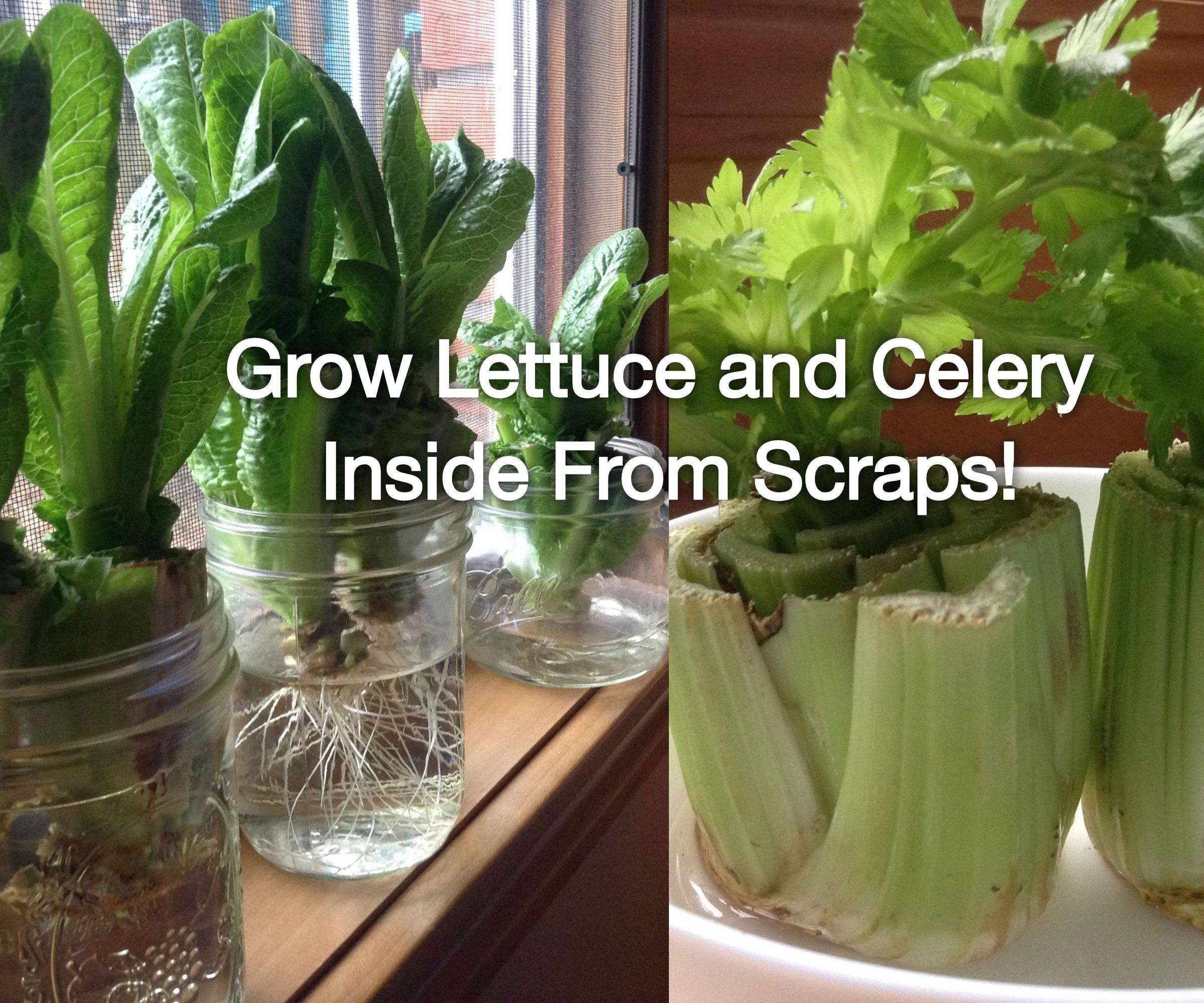 Regrow Lettuce and Celery Scraps Indoors (Super Easy!)