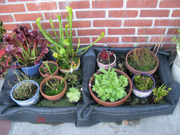 Carnivorous Plant Tray
