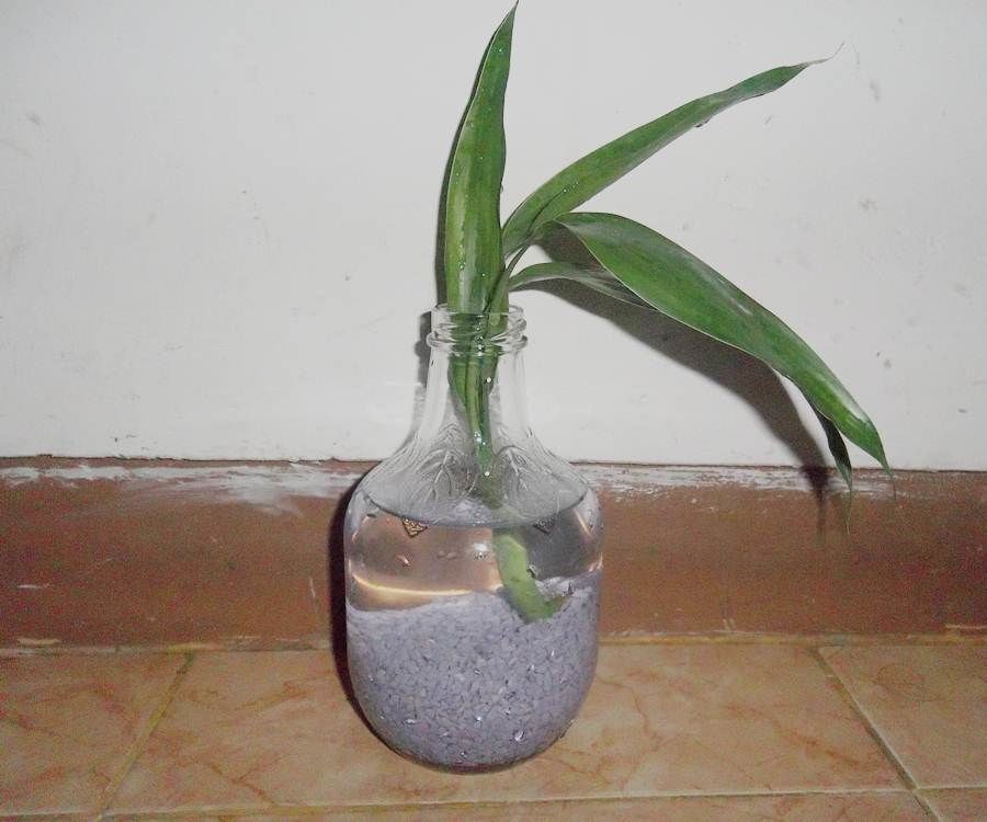 Lucky Bamboo: Let's Grow It Indoor!
