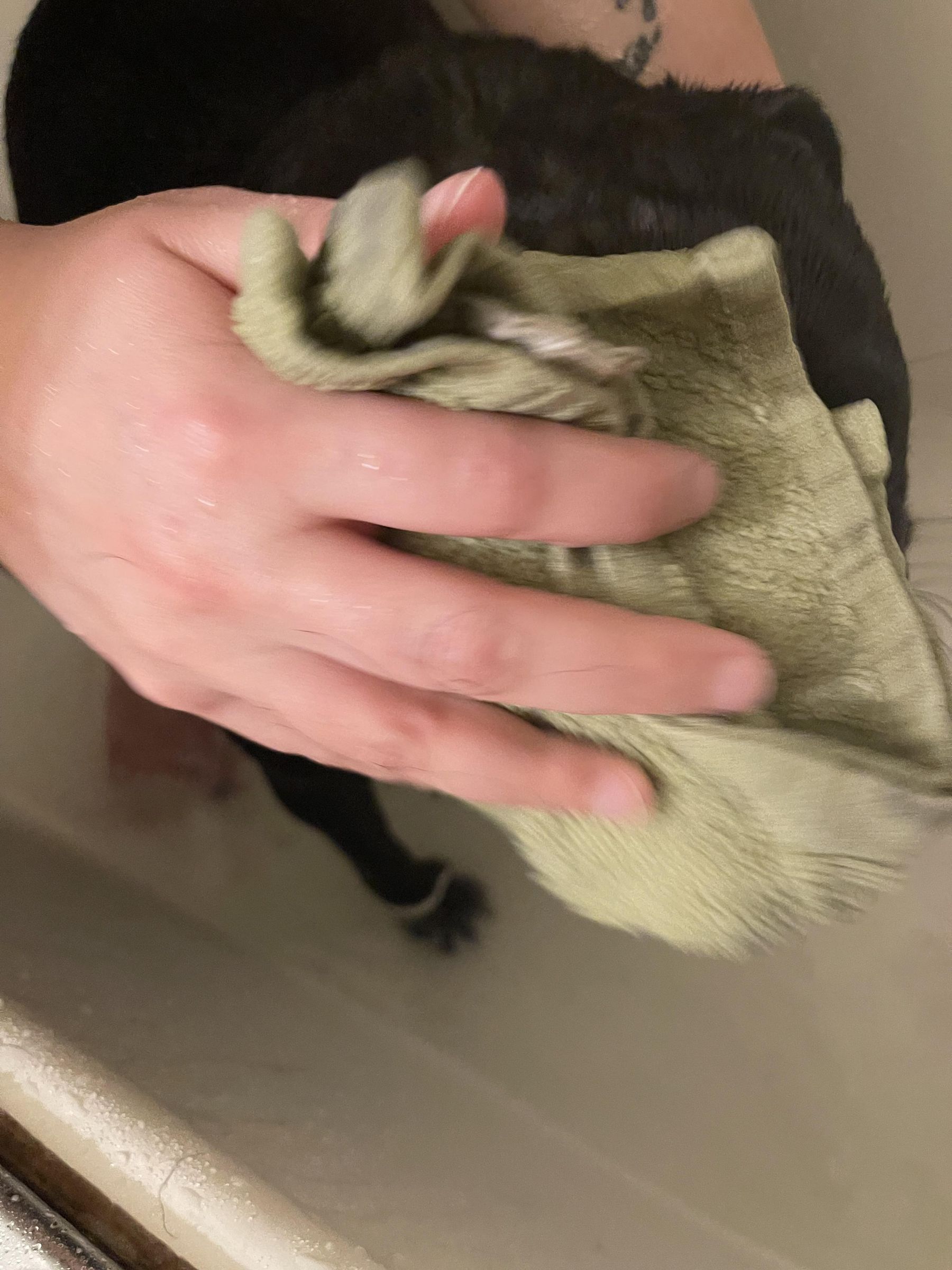 How to Groom Your Pug 13 Steps (with Pictures) Instructables