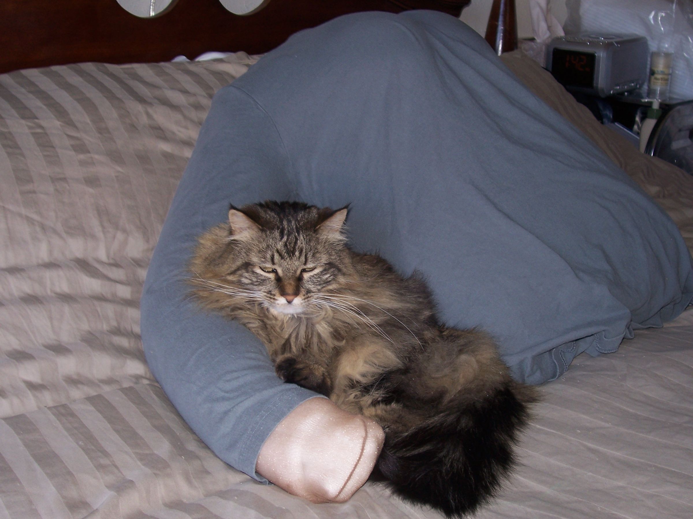 He/She Bosom Buddy Valentine for Lonely Cats