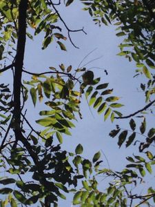 Black Walnut Harvesting & Processing : 11 Steps (with Pictures ...