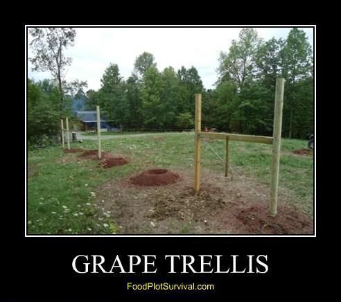 Wildlife Grape Trellis