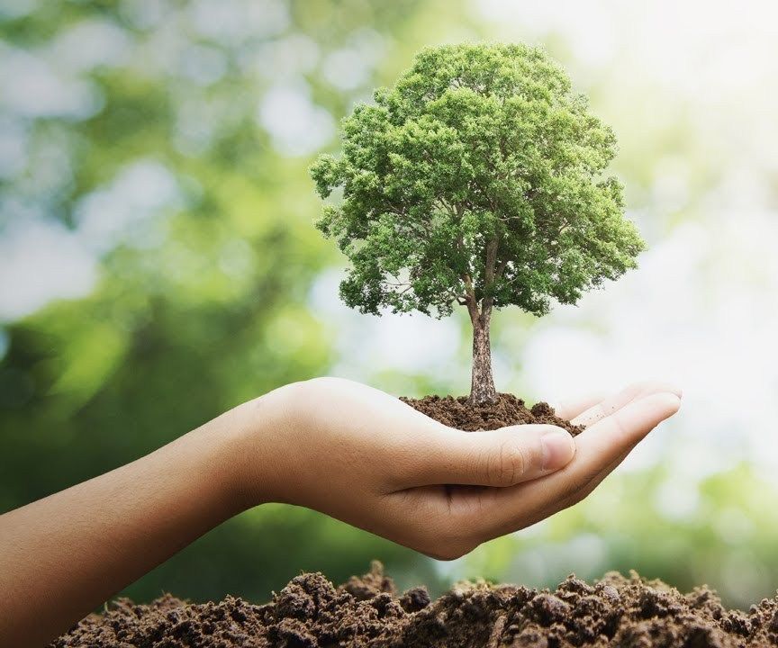 Tree Planting Paintballs 8 Steps Instructables