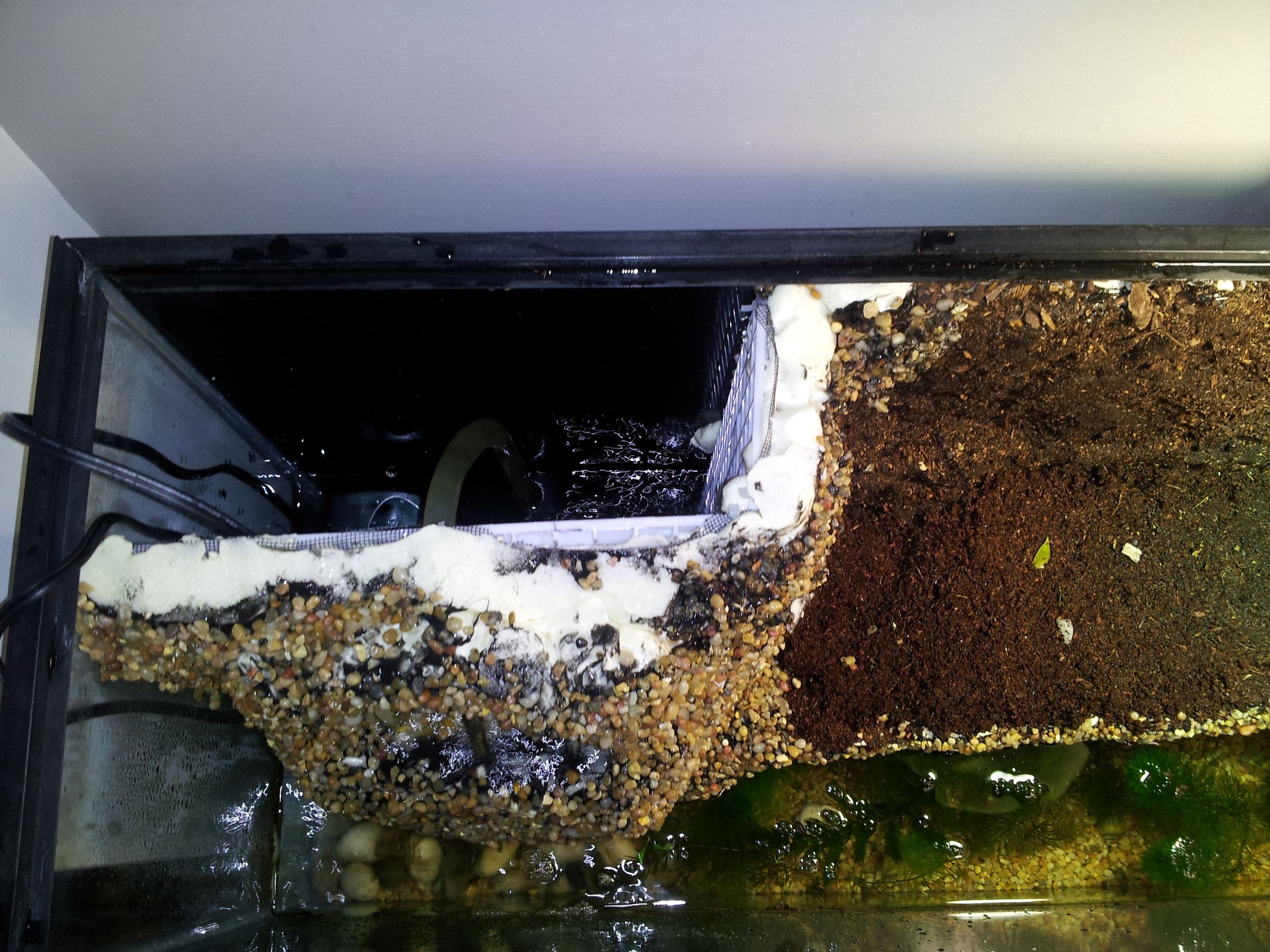 What is a Paludarium and How to Build a Paludarium?