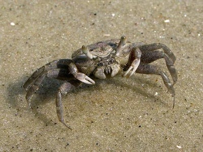 Determining the Gender