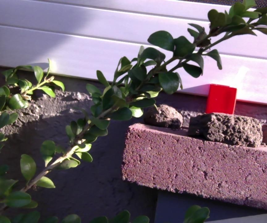 Hummingbird Feeding Table
