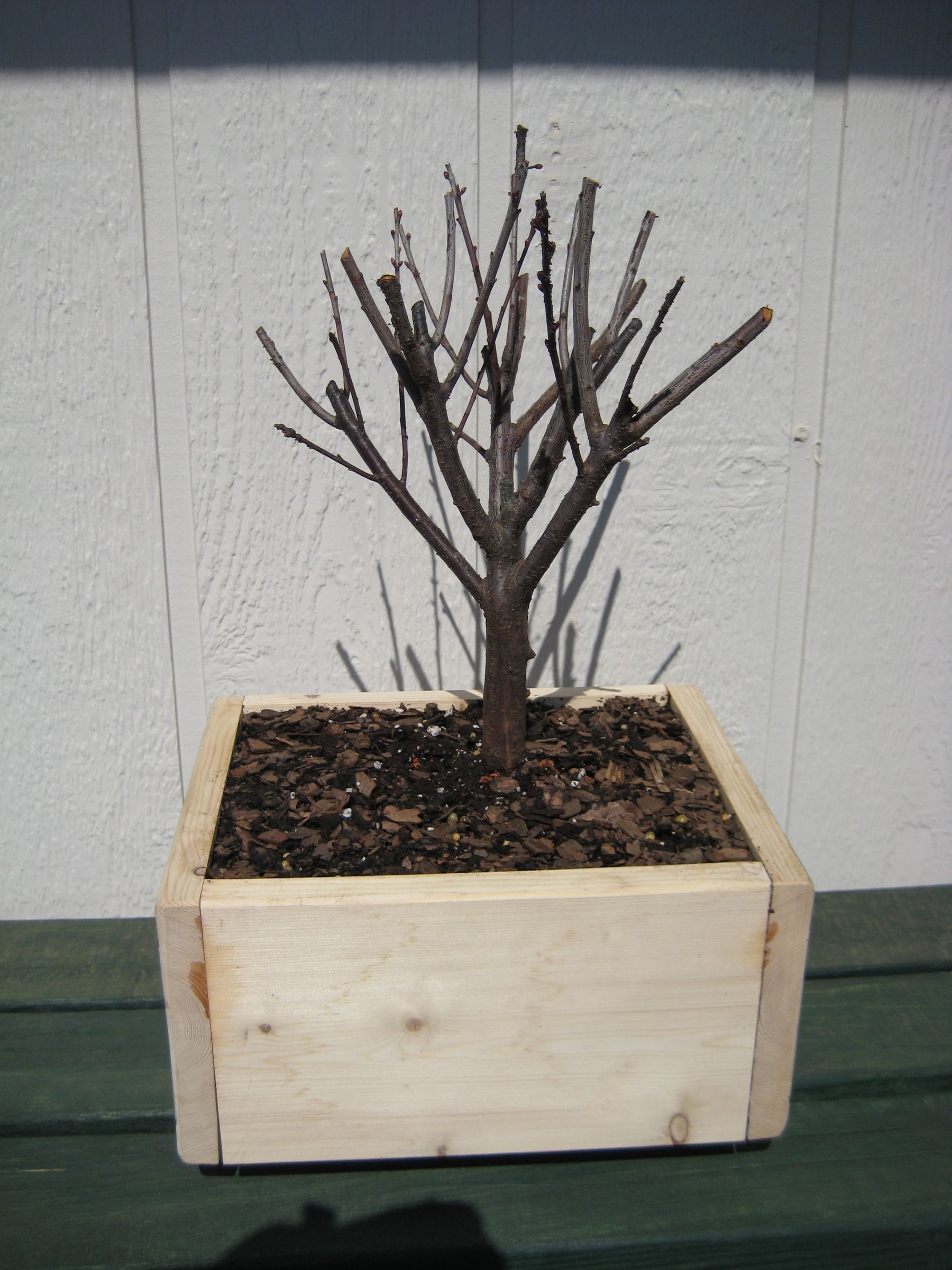 Starting a Bonsai