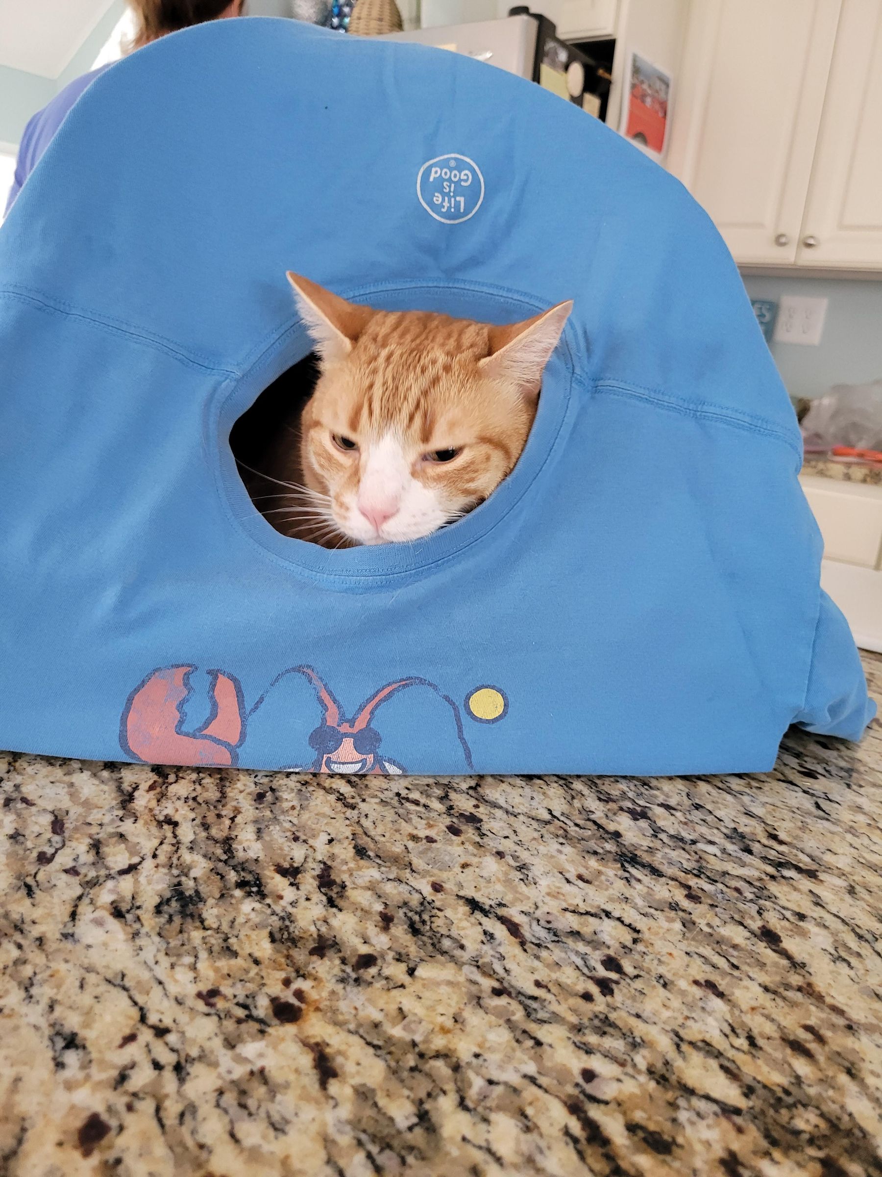diy cat coat