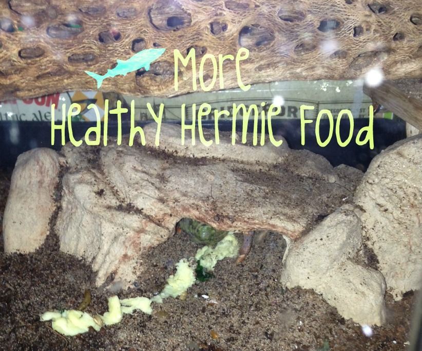 How to Spoil Your Hermit Crabs: Food Edition II