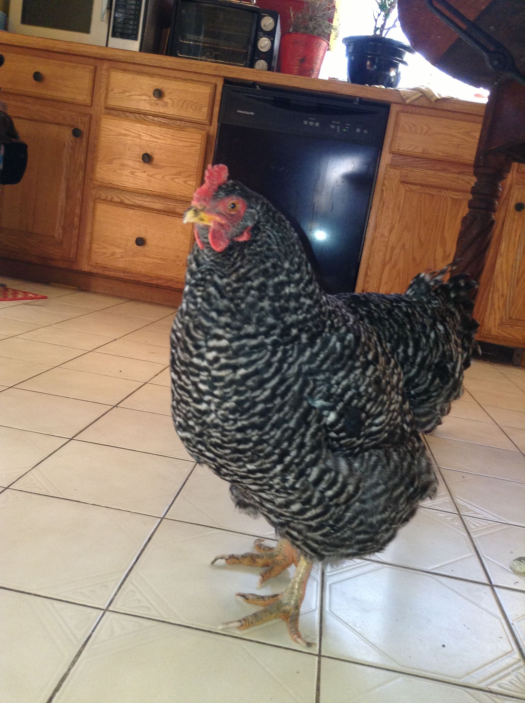 Training Free Range Chickens