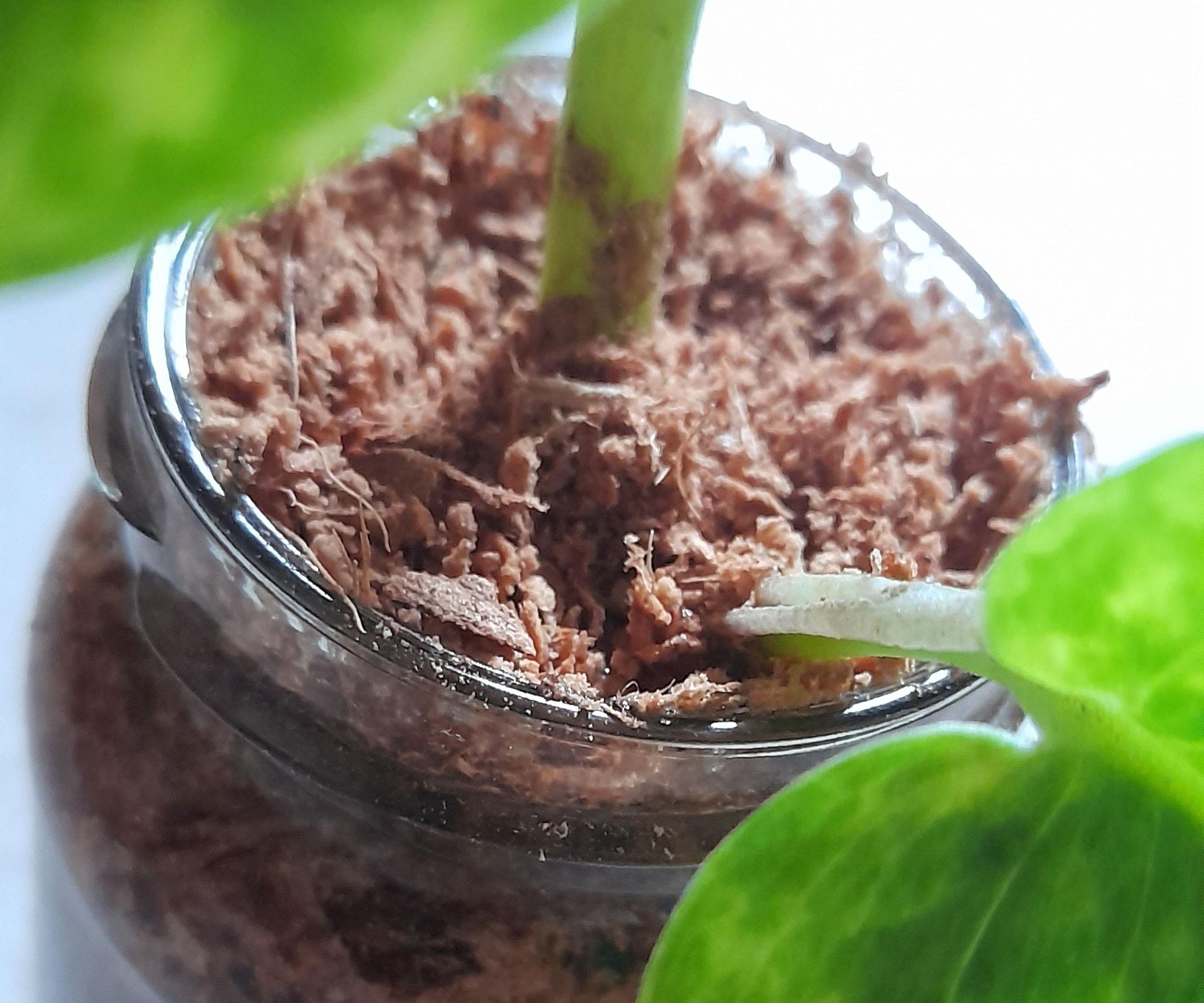 Portable Plant in a Mason Jar