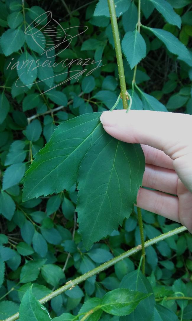 Pick and Preserve the Leaves