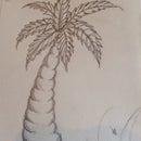 How To Draw A Palm Tree