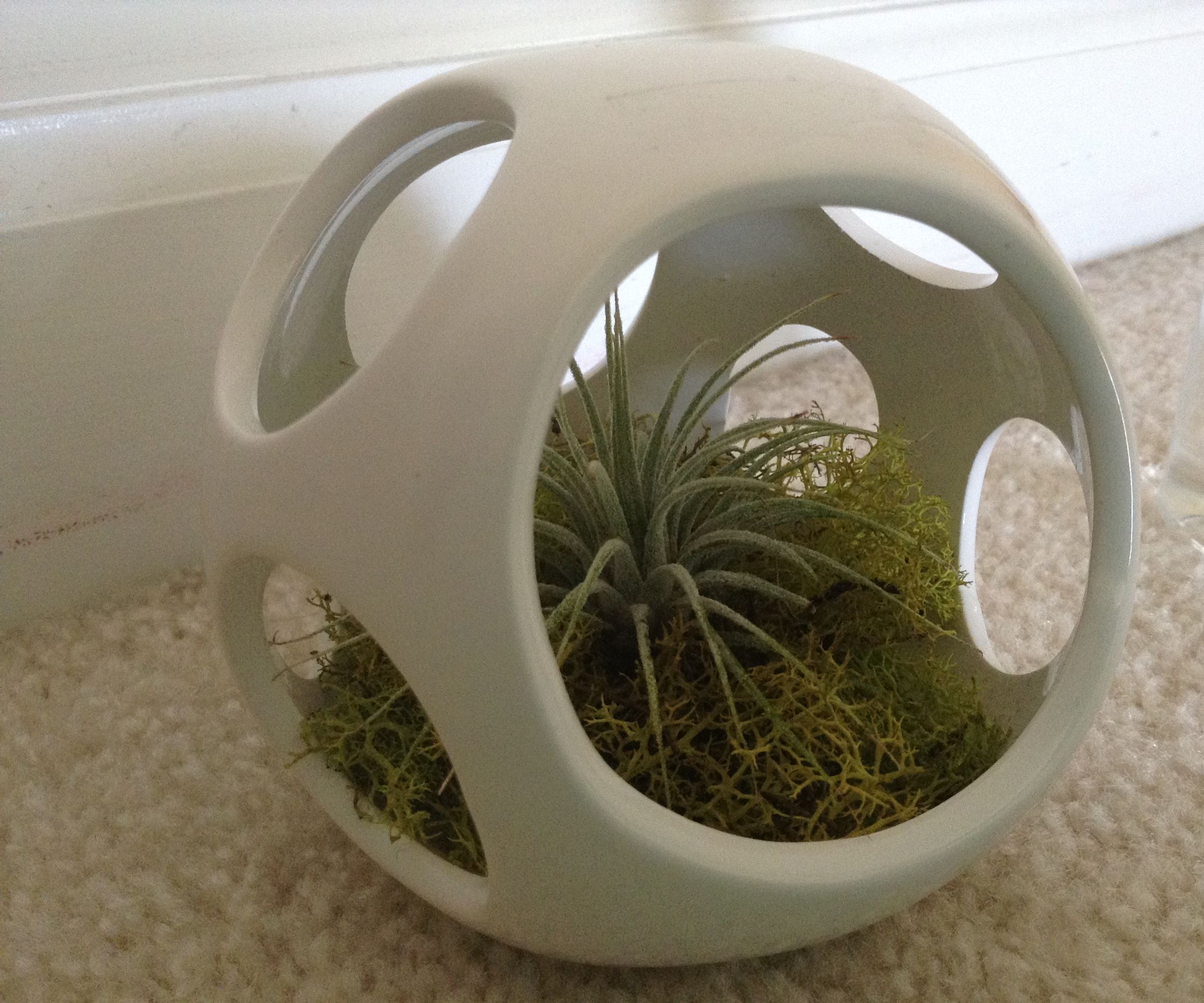 Easy Air Plant Gardening