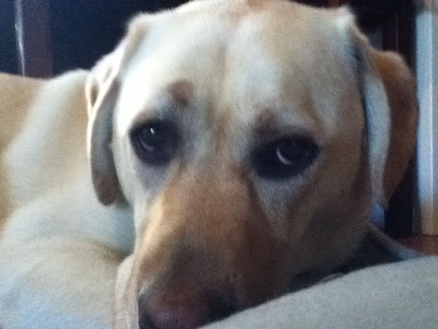 puppyx