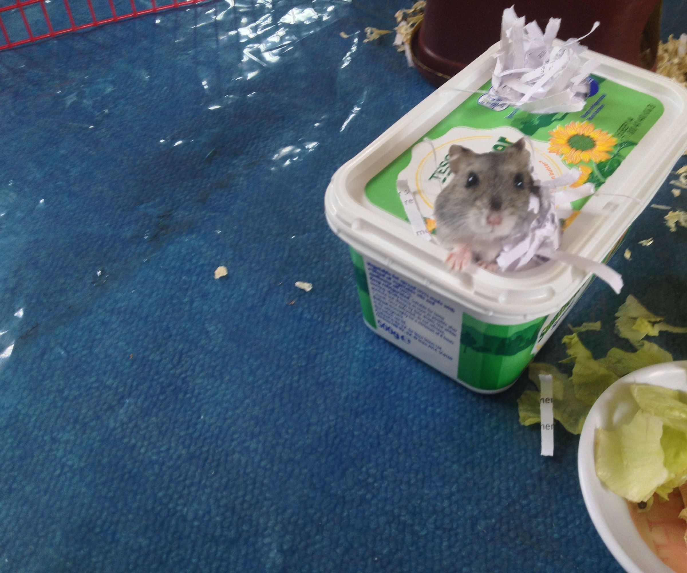 Hamster Homes and Toys