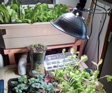 Aquaponic Cart System