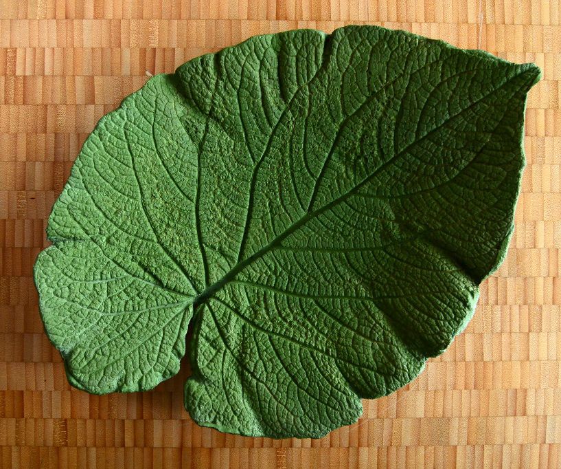 Shape Your Own : Decorative Concrete Leaf 