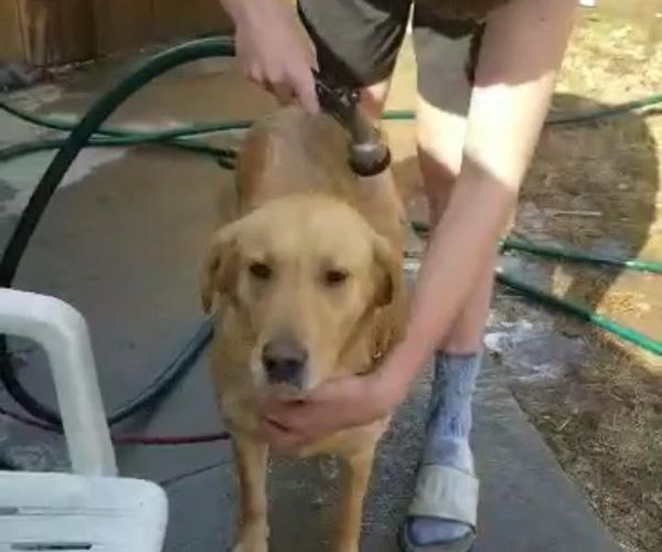Washing Dog Outside