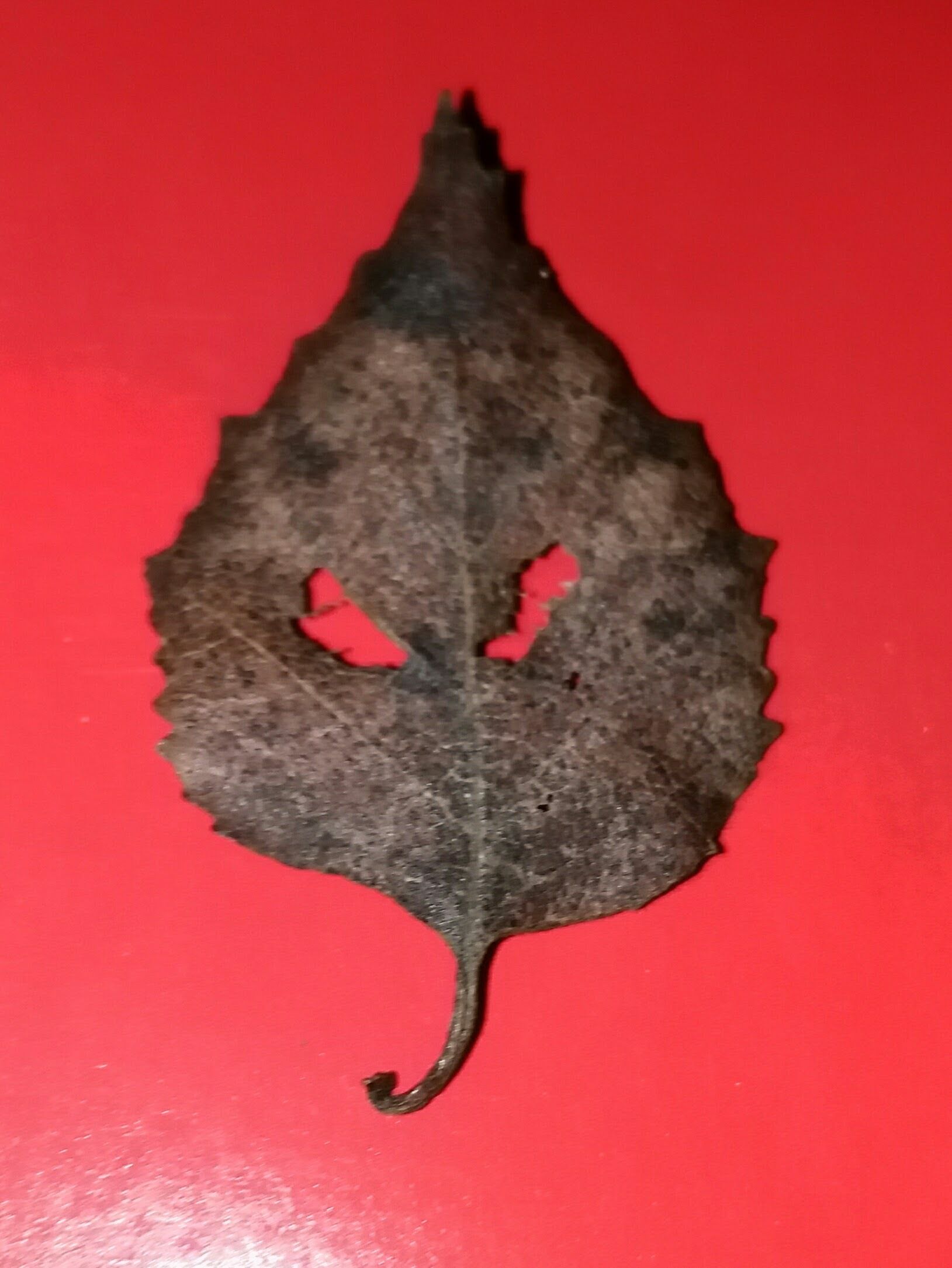 AngryLeaf