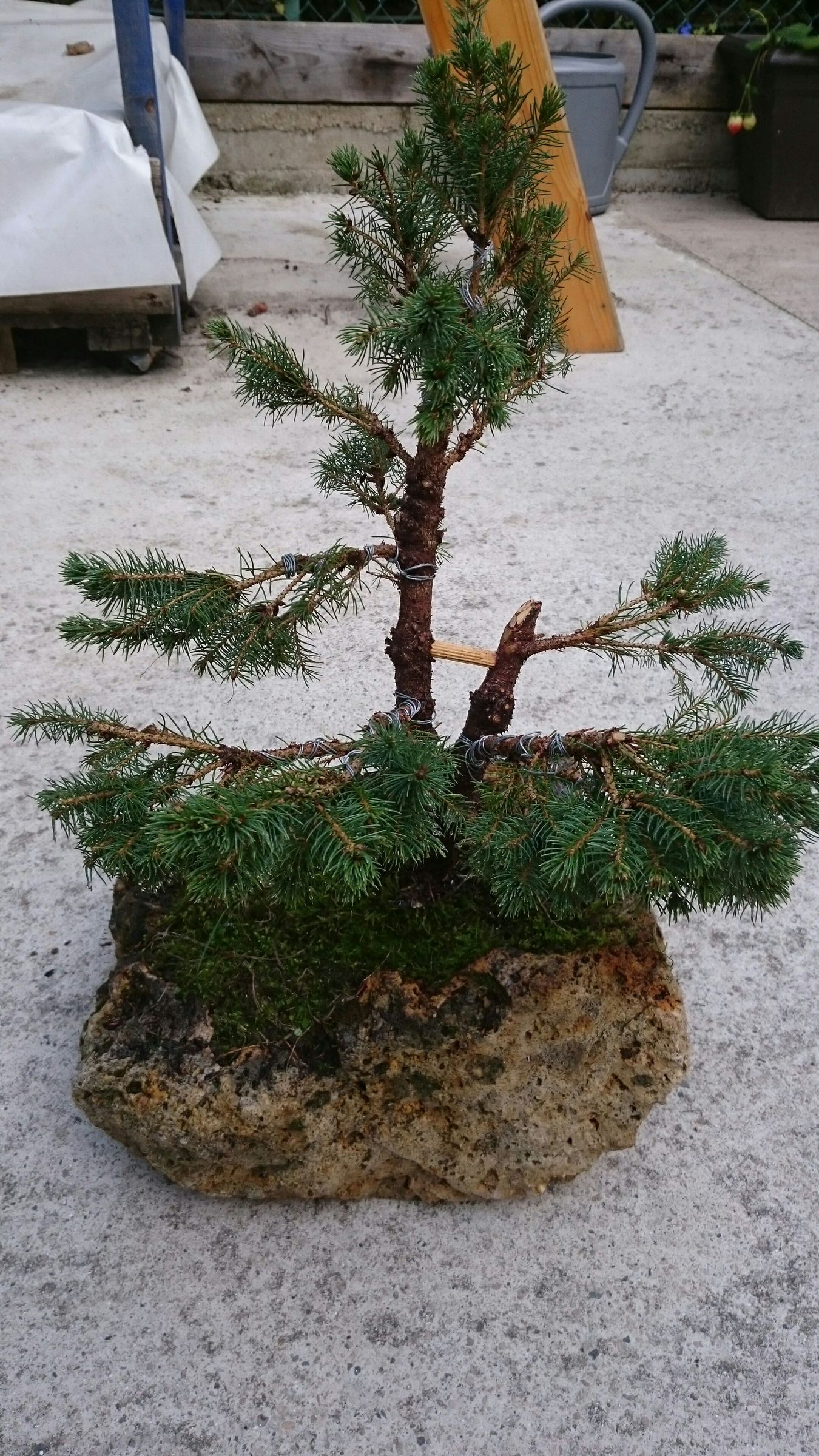 Make a Bonsaï 5 Steps (with Pictures) Instructables