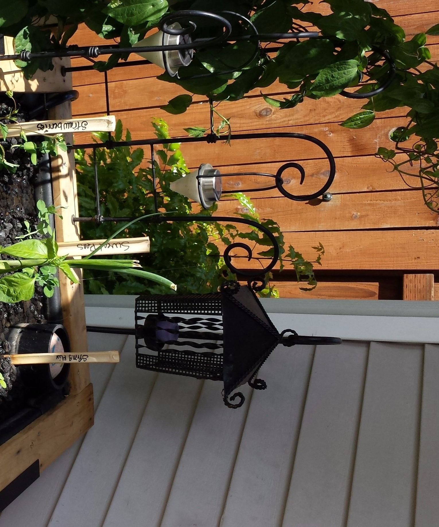 AquaGrown ( Fish + Plants )
